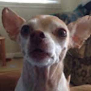 Meet your Posher, Lulu